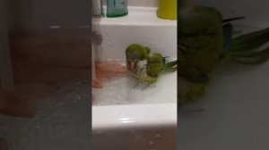 попугай Яша купается