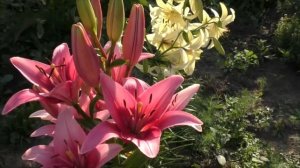 Лилии в июле.  Цветение. Три сорта