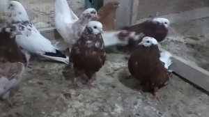 Кировоградские голуби.Цветные.