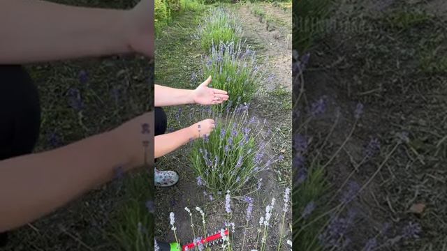 Обрезка лаванды!