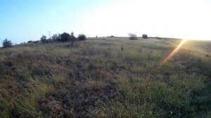 ОХОТА НА ПЕРЕПЕЛА С ДРАТХААРОМ 2018