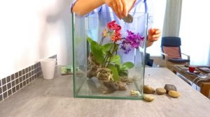Флорариум для орхидей DIY Orchid Florarium