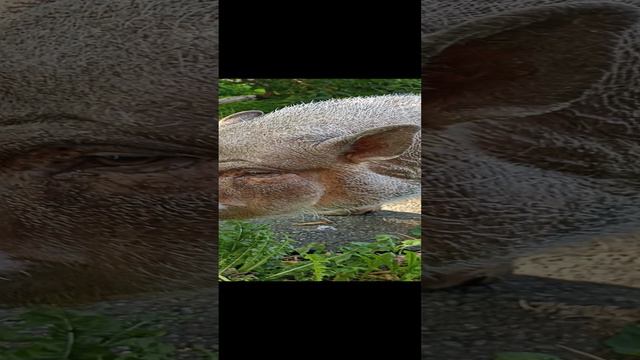 минипиг гуляет на улице