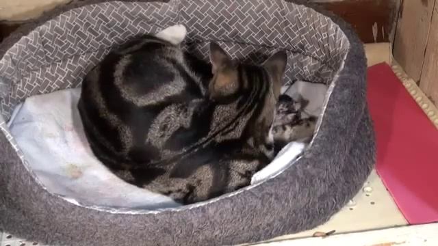 Кошка Спарта принесла 6 котят смотреть онлайн