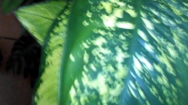 Необычная Диффенбахия с разными листьями смотреть онлайн