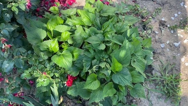 Будни цветовода. Оранжерея, сад. смотреть онлайн