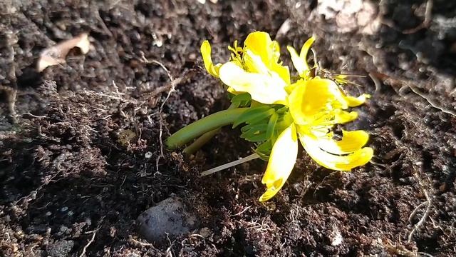 Багаторічні весняні квіти в саду:морозник,підсніжник,ерантіс.