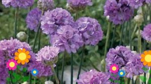 Армерия ложноармерия Ballerina Lilac. Краткий обзор, описание характеристик, где купить саженцы
