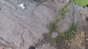 Ловля раков на Раколовки. Что лучше тухлая рыба или чеснок?