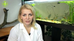 Заболевания Собак & Распространенные Заболевания Собак. Ветклиника Био-Вет