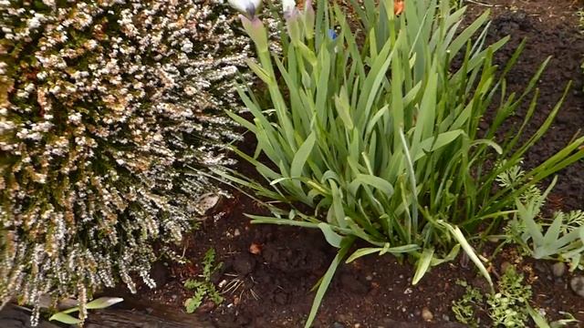 невидимый вредитель, первые ирисы смотреть онлайн