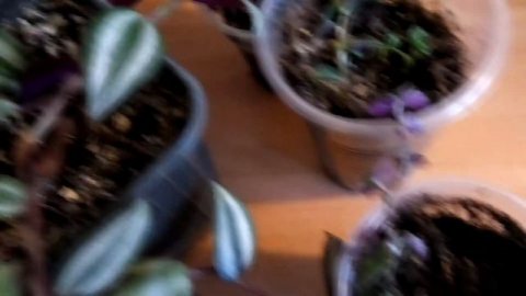 Традесканция, продолжение. Мои представители и их пересадка.