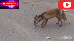 КАКИЕ ЖИВОТНЫЕ ЖИВУТ В ЧЕРНОБЫЛЕ