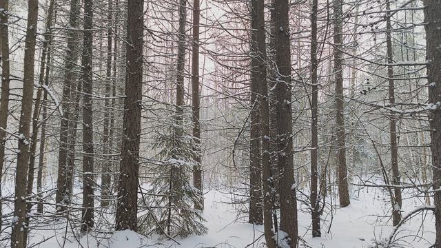 Заснеженный лес. ч.16. Декабрь 2023