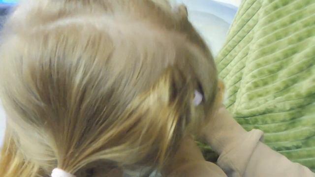 ПРОДАЮ #декоративногокролика САТИНОВОГО 02.06.23 #ЦЕНА 3,5 тр #куплюкроликапродаю +7 921 595 08 48