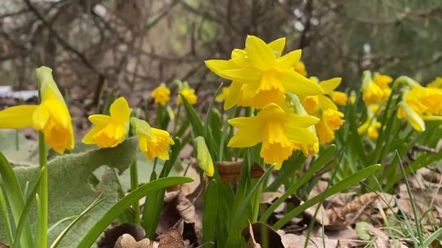 Весна в Саду Души - Нарциссы! смотреть онлайн