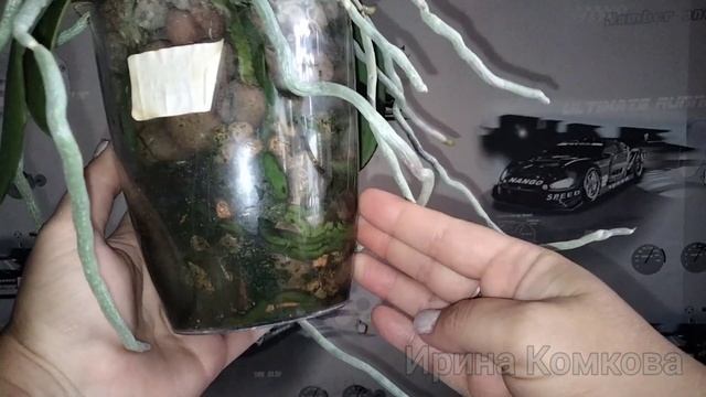 Цветение орхидеи Charming Crystal Water биг лип смотреть онлайн