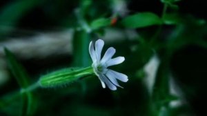 ОБЗОР НА КАНАЛ АНЖЕЛИКА СНЕЖИНСКАЯ