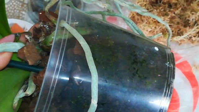 ВОТ ТАКИЕ КОРНИ У ДИКОГО КОТА смотреть онлайн