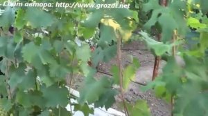 Сорт винограда: Рошфор