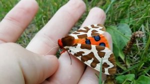 Медведица кайя - одна из самых ярких ночных бабочек России, (Arctia caja)