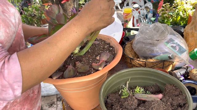 Tramplante de big red+mis dos baby’s nuevas смотреть онлайн