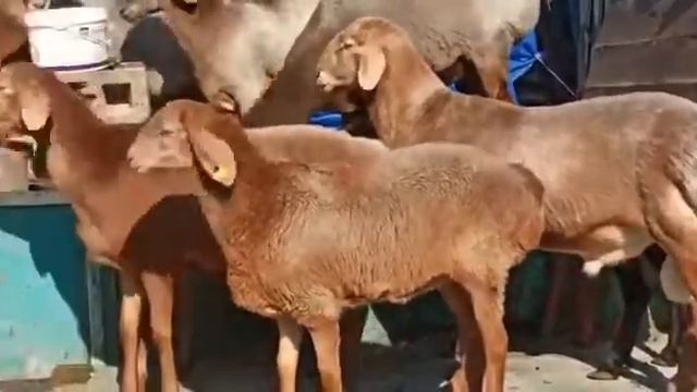 Овцы породы Арашан🔥🔥🔥🔥
