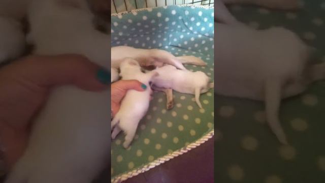 17 дней щенкам чихуахуа Взвешиваем