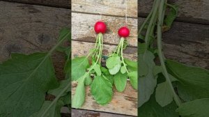 Редис Чериэт и Амур. Готовый результат. Плюсы и минусы.