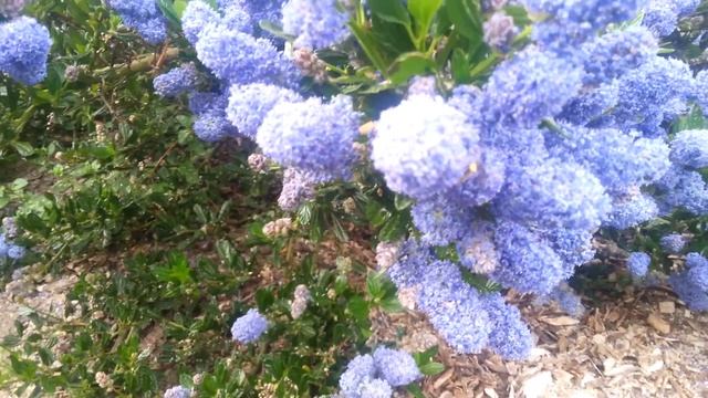 BEES In CEANOTHUS Plants