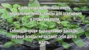 Выращивание рассады. Бизнес идея