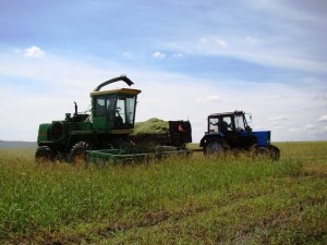 Harvester DON-680 silage /// Комбайн ДОН-680 на заготовке сенажа