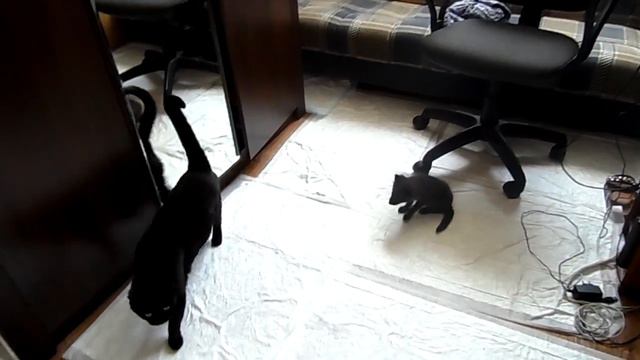 Кот Марк боится песца Вильку смотреть онлайн