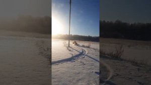 Мотобуксировщик Койра Богатырь 15 л.с.