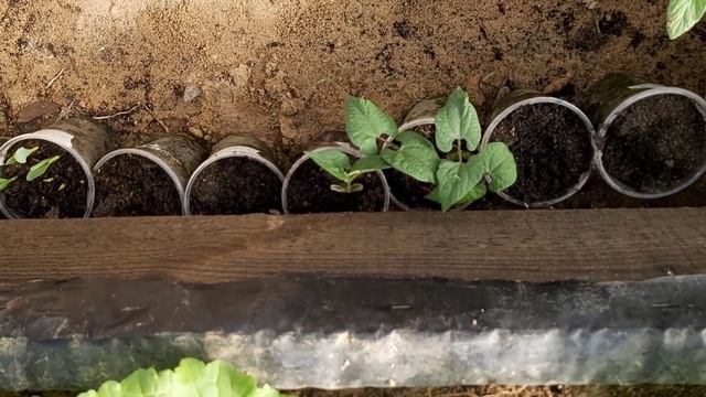 Моя дача. Теплица. 26 мая 2020года. смотреть онлайн