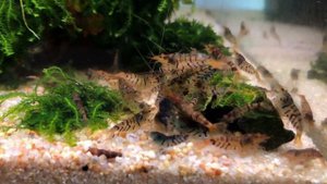 Популярные виды аквариумных креветок