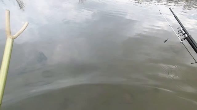 *Голавль на корку хлеба* смотреть онлайн