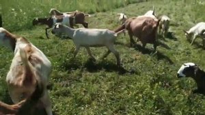 Козы потерялись. Все козы чихают, у них аллергия. Теперь Няша потерялась.