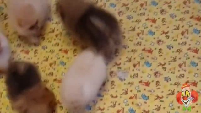 Топ 5 самых маленьких собак в мире! Маленькие породы собак, которые идеально подойдут для квартиры!