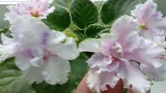 Фиалки, которые никому не нужны. смотреть онлайн