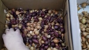 Подготовка лука севка к посадке.