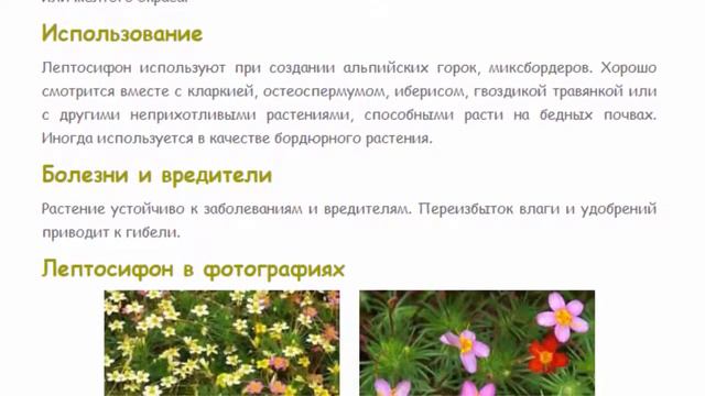 Лептосифон. Красивые растения для дома и сада.