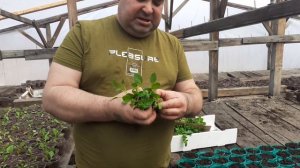 Как доростить петунию правильно