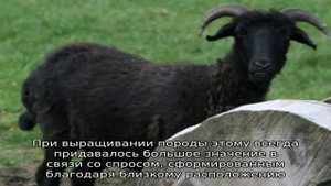 Уникальная карачаевская порода овец