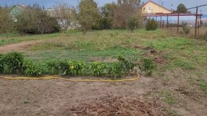 Закладка малинника. Сажаю МАЛИНУ на ДРОВА. ???