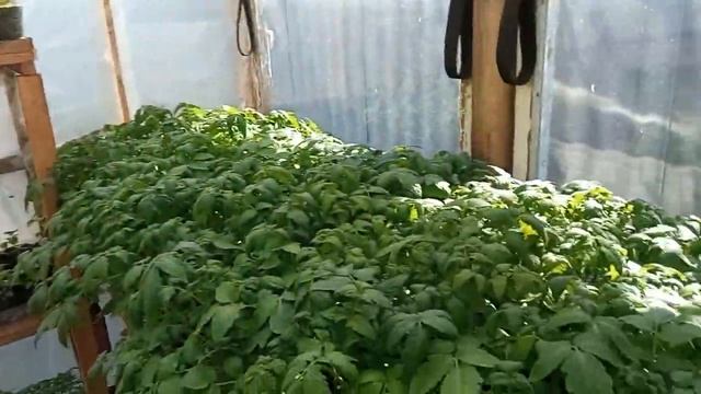 Обзор наших теплиц на конец апреля смотреть онлайн