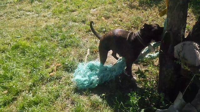 Стаффорд с новой игрушкой смотреть онлайн