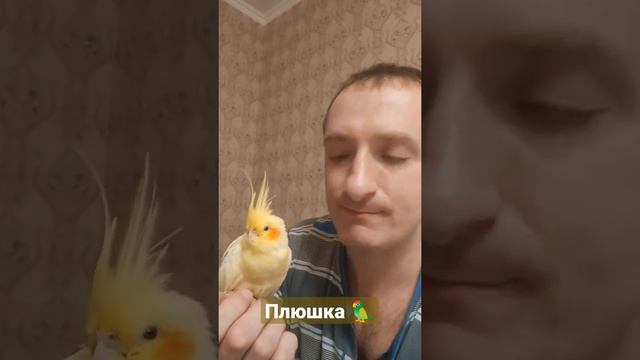 Наш Любимый Попугайчик Корелла - болеет даже Плюшка