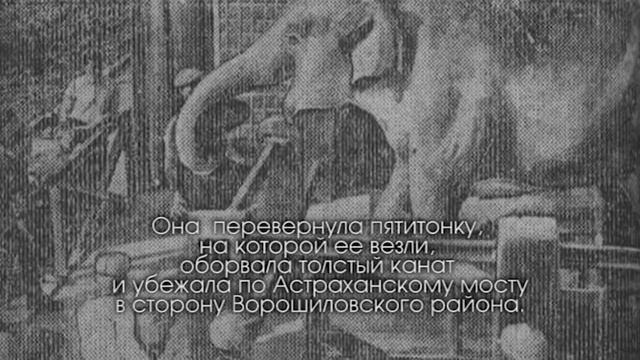 Зоосад [Сталинград/Волгоград] смотреть онлайн