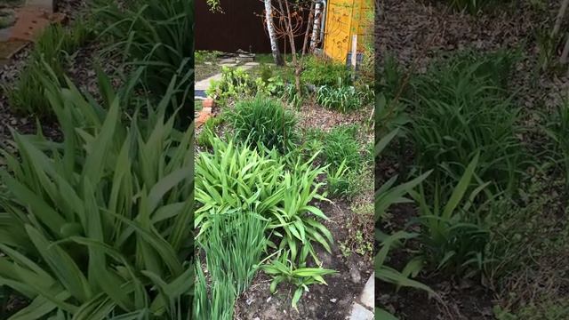 Цветник с массивом нарциссов. Маскируем листву смотреть онлайн